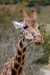 Portrait of a Giraffe (Giraffa camelopardalis)