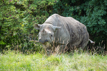 Fototapeta premium Black Rhinoceros or Hook-lipped Rhinoceros (Diceros bicornis)