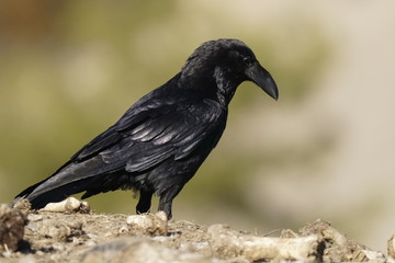 raven common