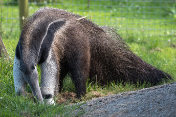 Giant Anteater (Myrmecophaga triductyla) looking for food