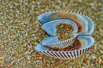 Shell on the sand