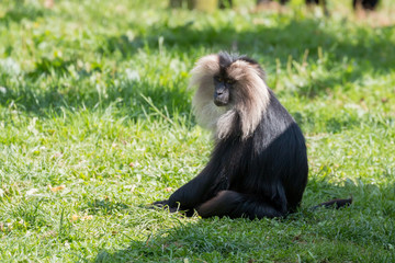 Lion-tailed Macaque (Macaca silenus) sitting on the grass in the sunshine