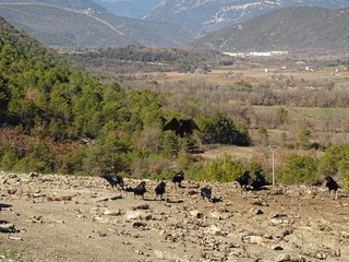 raven common
