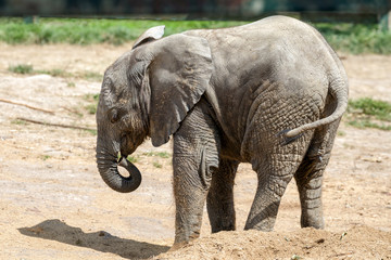 Fototapeta premium African Elephant (Loxodonta)