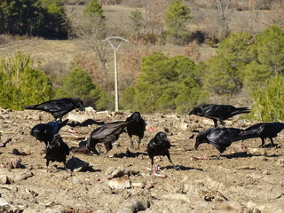 raven common