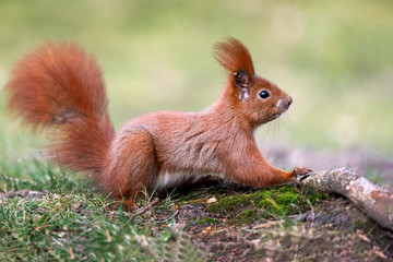 Naklejka na ściany i meble Red squirrel - profile