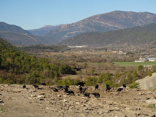 raven common
