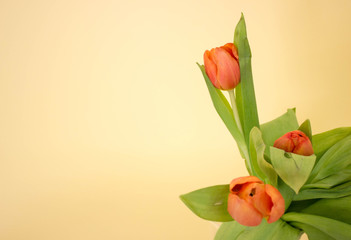 Three orange tulips with green leaf on light-yellow background