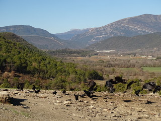 raven common
