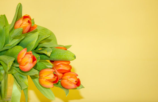 Orange Tulips Wallpaper