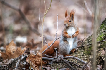 Lost in the woods - red squirrel - 330561214