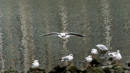 seagull