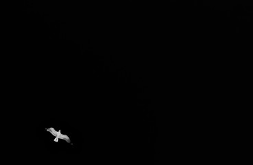 spread your wings and fly away, a seagull sailing in the wind in higher altitude a minimalistic approach in black and white monochrome 