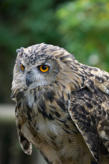 Eurasian Eagle-Owl (Bubo bubo)