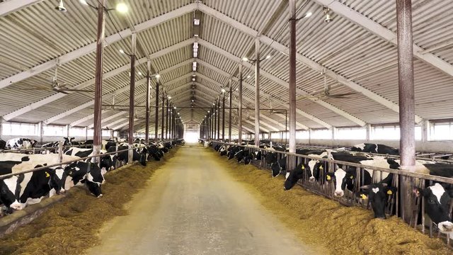 Cows eating hay inside cowshed. Livestock on farm.
