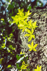 Big tree with ivy plant
