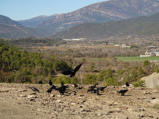 raven common