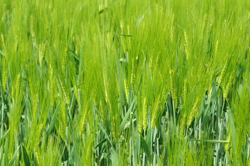 champ de blé encore vert 