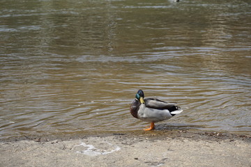 duck spring 