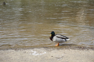 duck in the park 2