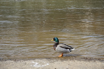 duck in the park