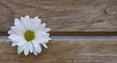 Obraz premium white daisy flowers on wooden background