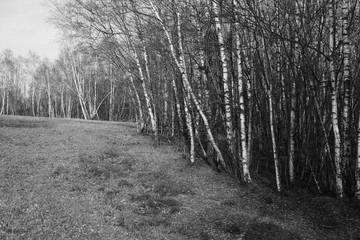 Natur Park Landschaft mit Seen, Bäumen und Büschen