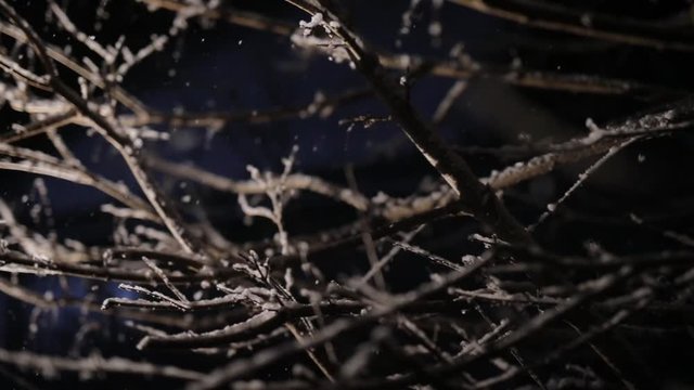 A branch of the shrub in the night snowfall. Black background and light motion camera. Large flakes of snow