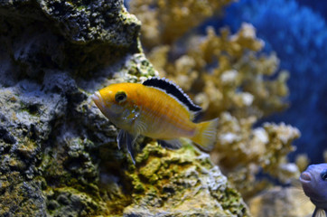 Fototapeta na wymiar Freshwater aquarium fish. Cichlids. Corals.
