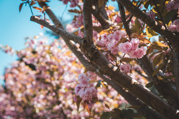 Sakura Cherry Blossoms on the streets at Grimbergen, Belgium
