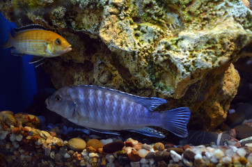 Obraz na płótnie Canvas Maylandia zebra. Freshwater aquarium fish.
