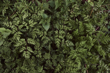 New Spring Growth - obrazy, fototapety, plakaty