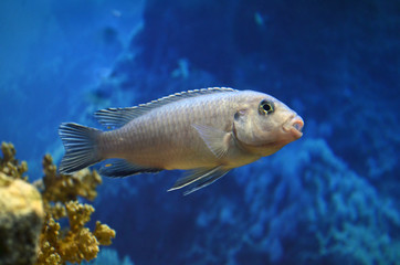 Maylandia zebra. Freshwater aquarium fish.
