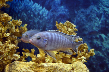 Maylandia zebra. Freshwater aquarium fish.