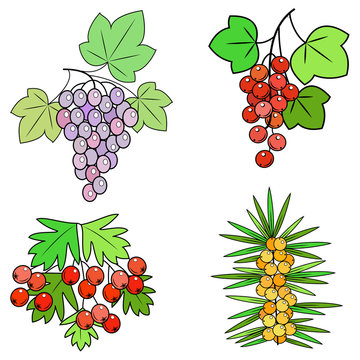 ollection. Currant berry branch, grapes, sea buckthorn, hawthorn. Useful tasty plants for health and medicine. Graphic image. Vector illustration of a set.