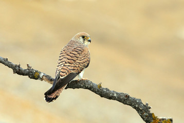 Lesser kestrel adult female at their regular perch in their nesting ground in the last light of day