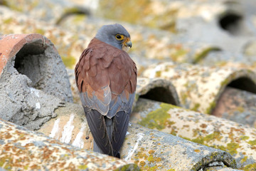 Lesser kestrel male photographed with the sunrise lights