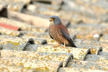 Lesser kestrel male photographed with the sunrise lights