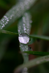 goutte