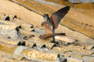 Male and female of Lesser kestrel in mating season, falcons, lesser, kestrel, birds, Falco naumanni