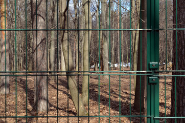 Forest behind bars. A park. Fence. The trees. Foliage.
