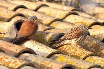 Male and female of Lesser kestrel in mating season, falcons, lesser, kestrel, birds, Falco naumanni