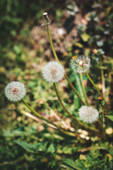 Newly bloomed dandelions in Meise, Belgium