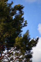Branches of a tree. Sky. The clouds.