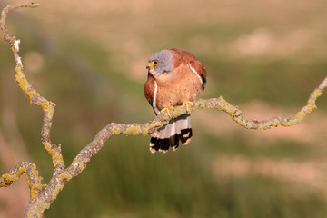 Male of Lesser kestrel, birds, falcons, kestrel, Falco naunanni