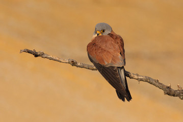 Male of Lesser kestrel, birds, falcons, kestrel, Falco naunanni