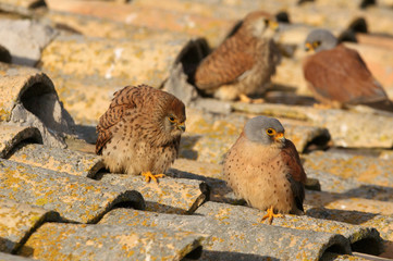 Male and female of Lesser kestrel in mating season, falcons, lesser, kestrel, birds, Falco naumanni