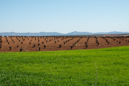 Cultivos y vi&ntilde;edos en la comarca extreme&ntilde;a de Tierra de Barros, en la V&iacute;a de la Plata entre Villafranca de los Barros y Torremej&iacute;a.
