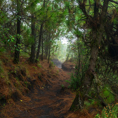 Hiking trail through dense forest on Acatenango volcano in Guatemala