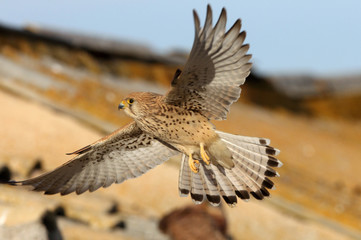 Lesser kestrel female flying with the first light of day